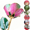 24K Gold Dipped Rose – Pastel Pink Green Blend 5-Petal Rose
