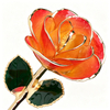 Flame Gradient 5-petal natural gold dipped rose
