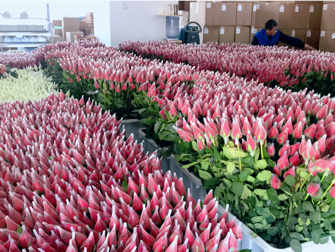 Workers producing natural 24K gold dipped roses in China