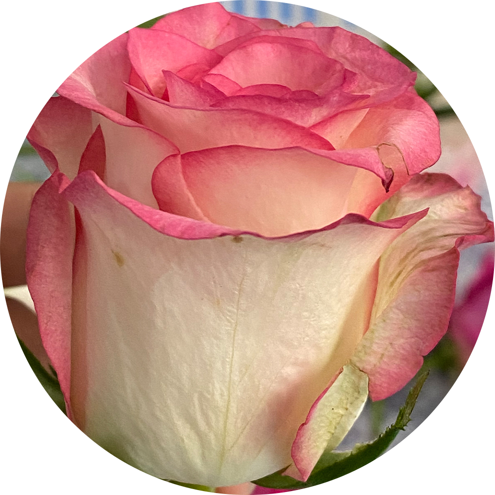 Gold plating process for natural preserved roses