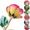 24k-gold-dipped-rose-orange-pink-edge-yc-05