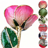 Champagne Peach 5-petal natural rose with gold-plated finish