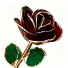 Champagne Noir Gradient 24K Gold Dipped Rose YC-35