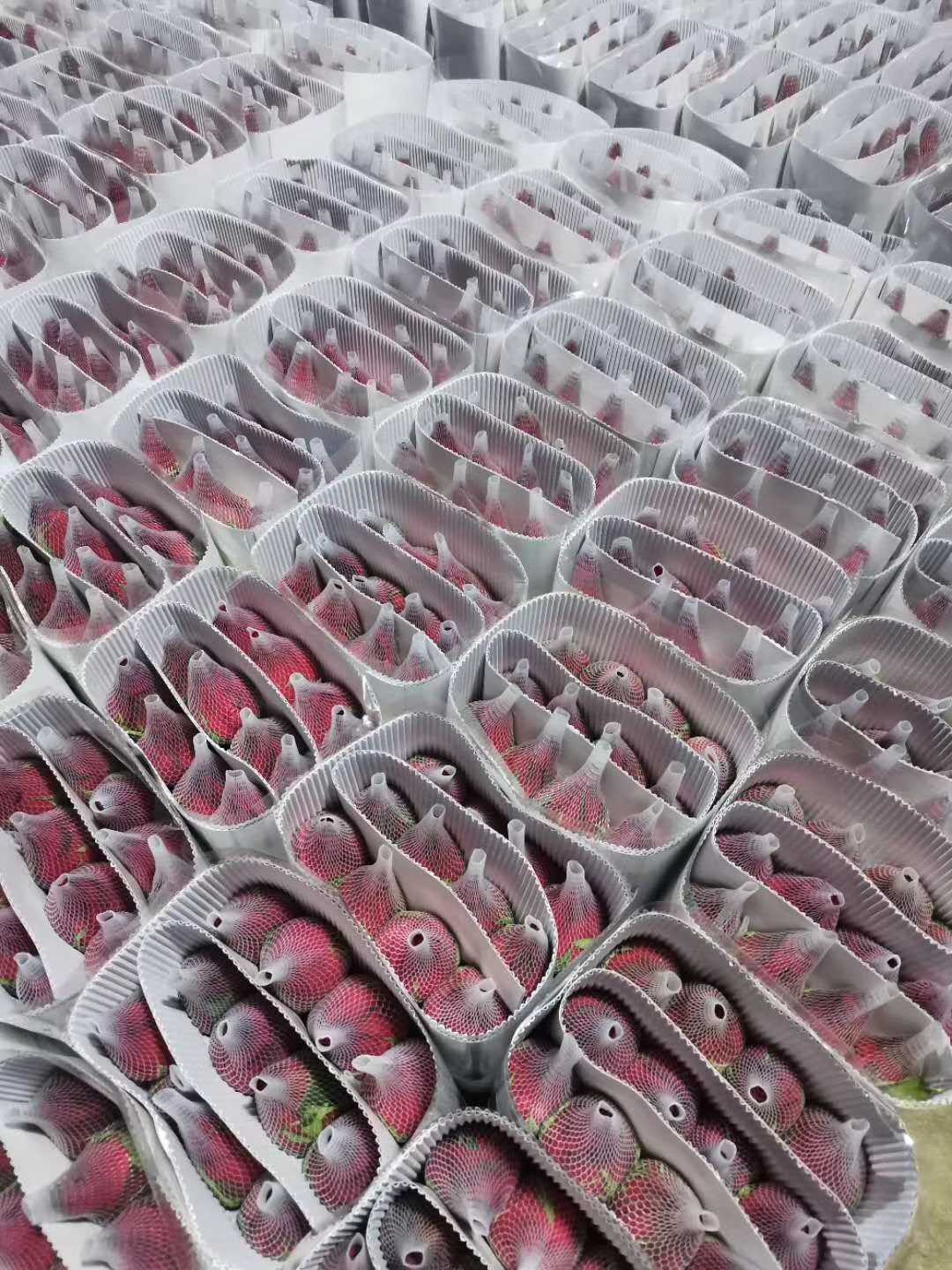 natural-rose-preparation-for-gold-plating.jpg