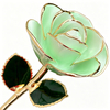 24K Gold Dipped Rose – Aurora Aqua White 5-Petal Rose