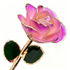 Peach Gradient Edge 5-petal natural gold dipped rose