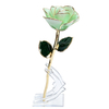24K Gold Dipped Rose – Aurora Aqua White 5-Petal Rose
