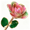 24K Gold Dipped Rose – Pastel Pink Green Blend 5-Petal Rose