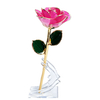 Champagne Peach rose petal with gold-plated edge detail