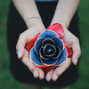 Love A Pale Blue Gold Rose (natural Rose)