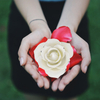 Daiya Dipped Gold Rose Snow White - Single Flower (Natural Rose Material)
