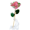 24K Gold Dipped Rose – Pastel Pink Green Blend 5-Petal Rose